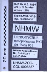 Etiketten zu Dicronychus mesopotamicus (Platia & Gudenzi, 1999) (NHMW-ZOO-COL-0006887)